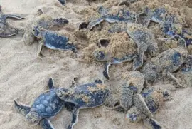 Filhotes de tartarugas