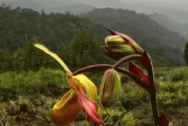 Orquidea Rara