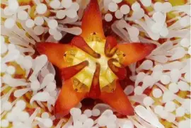 פאזל של anemone-17