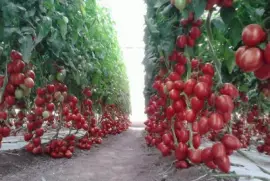 PlantaÃ§Ã£o de tomates