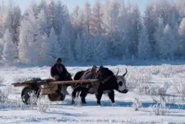 Inverno na Mongólia