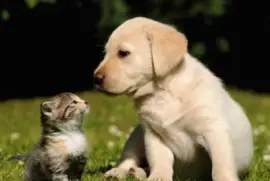 Amiguinhos  na relva