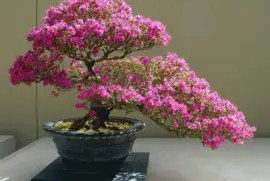 Bonsai