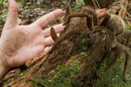 Aranha Gigante