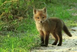 Filhote de Raposa