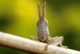 פאזל של here 's looking at you, kid-19