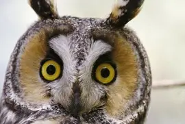 פאזל של still looking-20