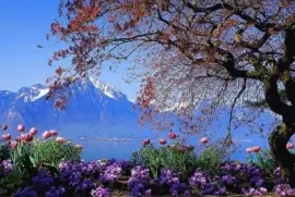 Natureza em sintonia