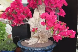 Bonsai de Primavera