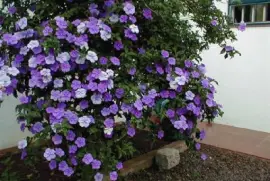 ManacÃ¡ da Serra no Jardim