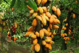 Cacau - Bahia - Brasil