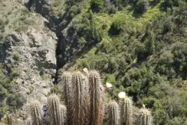 Cactus - Salto de Apoquindo