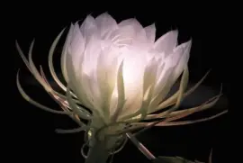 פאזל של flower-25