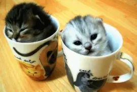 פאזל של kitten-26