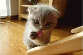 פאזל של cute 27