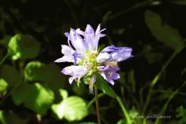 fiore di alta collina