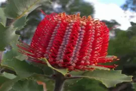 Banksia Coccinea - Australia