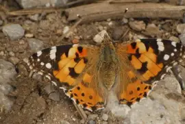פאזל של Ortiguera (Aglais urtiacae)