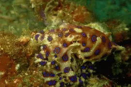 Pulpo de Anillos Azules - Indonesia