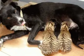 פאזל של mom-surrogate- #129