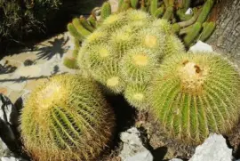 פאזל של Botanical Garden  Italy