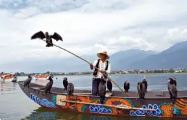 Fisherman with his Birds  Yunnan  China