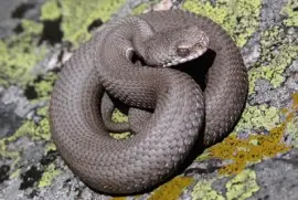 vipera