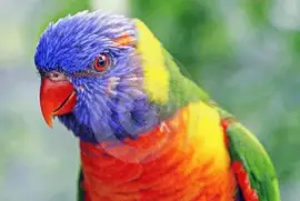 פאזל של Loro colorido