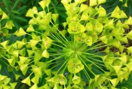 bloom -33 jigsaw puzzle