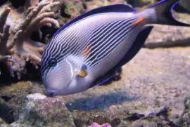 Acanthurus sohal