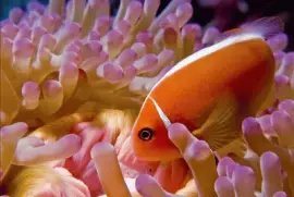 Amphiprion perideraion