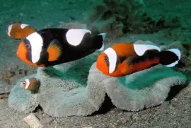 Amphiprion polymnus