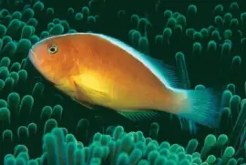 Amphiprion sandaracinos