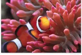 Amphiprioninae