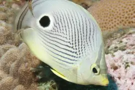 Chaetodon capistratus