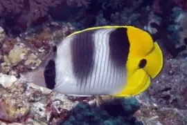 Chaetodon ulietensis