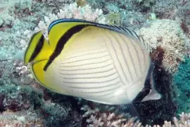 Chaetodon vagabundus