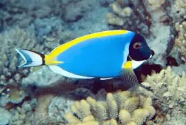 Acanthurus leucosternon