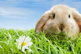 פאזל של El conejito