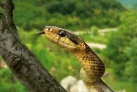 Colubro dal Cappuccio