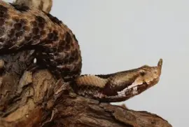 Vipera del corno