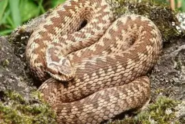 Vipera comune