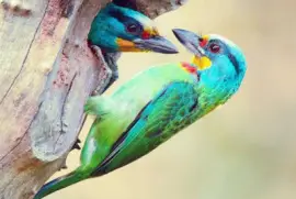 pÃ¡jaros de colores