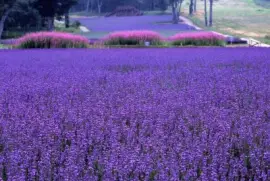 Lavender Park-Numata Gunma Japan