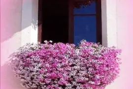 ventana de flores