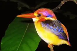 פאזל של colorful kingfisher-40