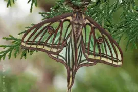 פאזל של Mariposa Isabelina (Actias  Isabellae)