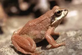 Rana Bermeja (Rana temporaria)
