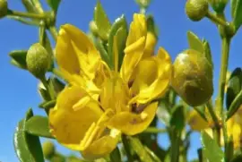 Jarilla - Larrea Tridentata