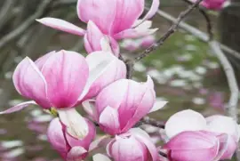 Magnolia en flor